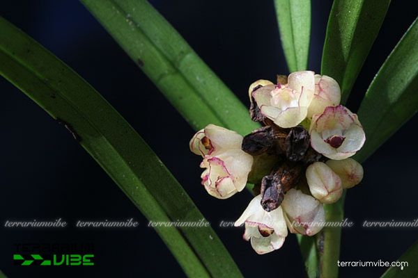 Xích Hủ Chân Ngắn 1 Phân loại sinh học của Xích Hủ Chân Ngắn