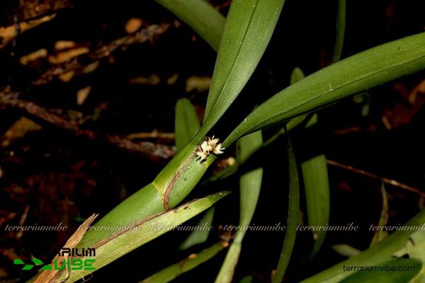 Xích Hủ Chân Ngắn 3 Xích Hủ Chân Ngắn thường làm điểm nhấn kết hợp rêu, dương xỉ và đá/lũa