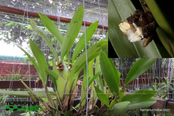 Xích Hủ Thân Dẹp 3 Cây Xích Hủ Thân Dẹp bám trên vỏ cây trong terrarium mở, kết hợp rêu và đá nhẹ