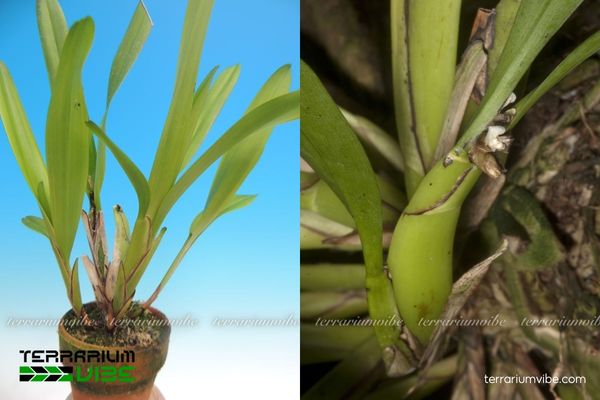 Xích Hủ Thân Dẹp 4 Hướng dẫn chăm sóc cơ bản Xích Hủ Thân Dẹp