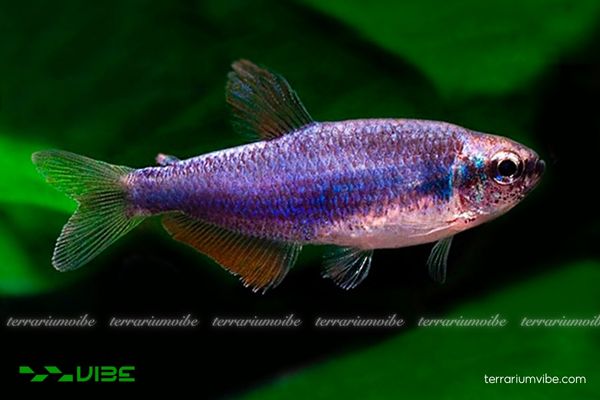 Cá Neon Hoàng Đế Tím 2 Cá Neon Hoàng Đế Tím sắc tím–xanh ánh kim, ưa nước mềm