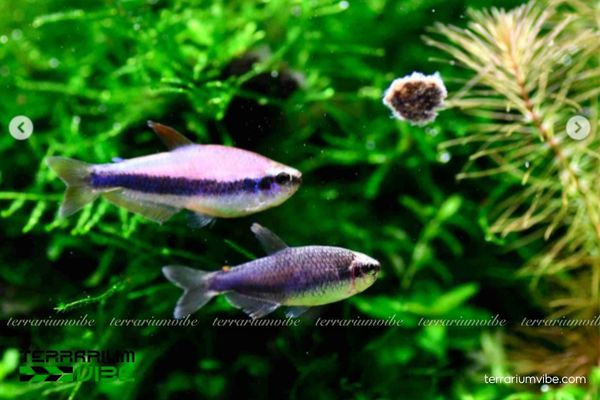 Cá Neon Hoàng Đế Tím 4 Gía tham khảo của cá Neon Tím