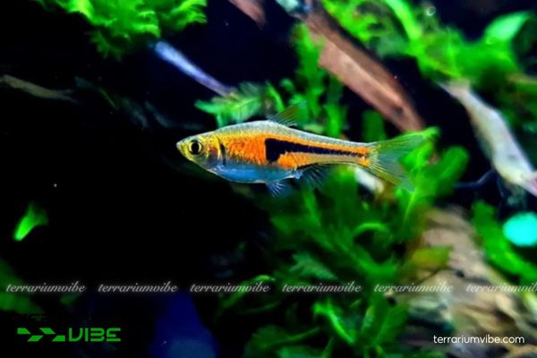 Cá Tam Giác Vua 3 Các yếu tố môi trường cần lưu ý khi chăm sóc Tam Giác Vua