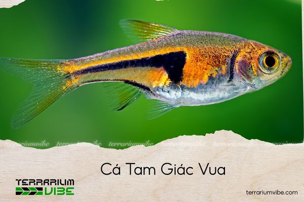 ca-tam-giac-vua cá tam giác vua