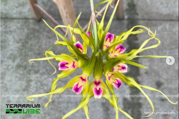 Lan Bulbophyllum Virescens 1 Đặc điểm hình thái sinh học của loài lan Bulbophyllum Virescens