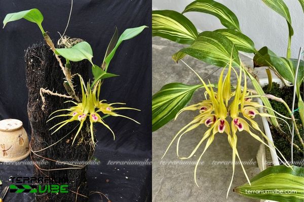 Lan Bulbophyllum Virescens 3 Bulbophyllum Virescens dễ trồng trong terrarium, phù hợp nhiều loại bình