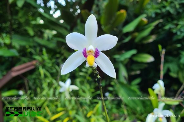 Lan Đầm Lầy 1 Đặc điểm hình thái của sinh học Lan Đầm Lầy