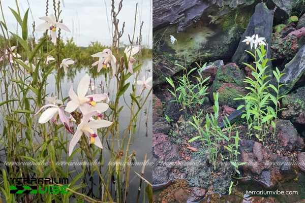 Lan Đầm Lầy 2 Lan Đầm Lầy ở vùng đất ẩm nhiệt đới Đông Nam Á.