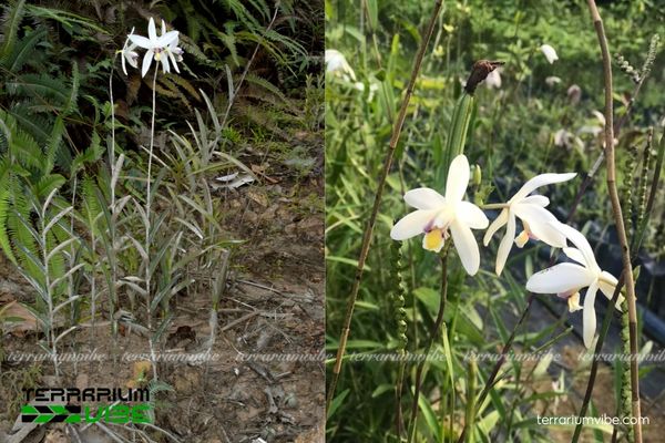 Lan Đầm Lầy 3 Lan Đầm Lầy thích hợp nhiều kiểu terrarium và dễ làm điểm nhấn bố cục