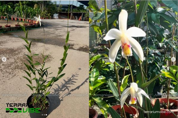 Lan Đầm Lầy 4 Cách chăm sóc cơ bản về Lan Đầm Lầy trong hồ cạn