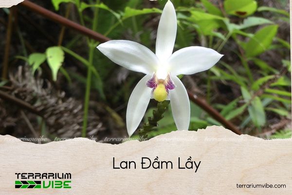 lan-dam-lay lan đầm lầy