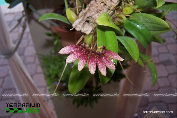 Lan Lọng Tím 1 Phân loại học và đặc điểm hình thái của Lan Lọng Tím