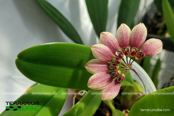 Lan Lọng Tím 2 Lan Lọng Tím mọc phụ sinh trên cây hoặc đá ẩm trong rừng Đông Nam Á