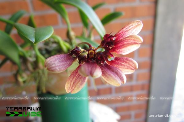 Lan Lọng Tím 3 Lan Lọng Tím phù hợp trong terrarium, bám trên đá rêu hoặc phụ sinh