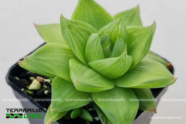 Sen Đá Dạ Quang 1 Phân loại sinh học của loài Sen Đá Dạ Quang