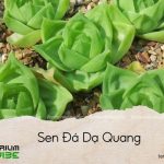sen đá dạ quang