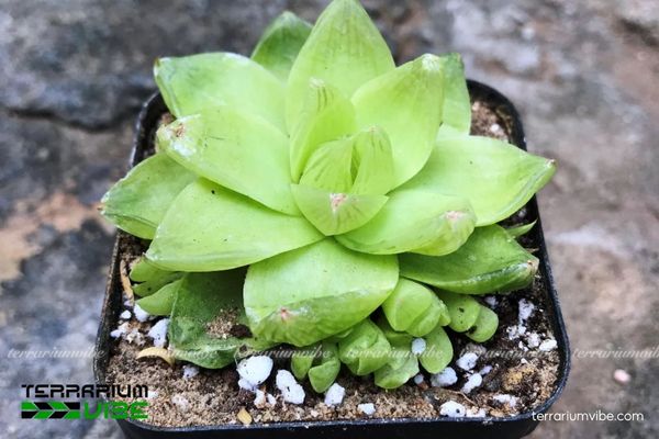 Sen Đá Dạ Quang 2 Sen Đá Dạ Quang sinh trưởng tự nhiên ở các khe đá và vùng bán khô hạn