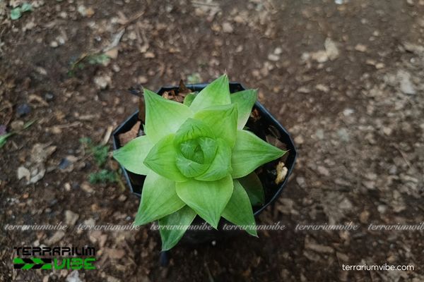 Sen Đá Dạ Quang 3 Sen Đá Dạ Quang nhỏ gọn, dễ trồng trong terrarium mở hoặc bán mở,