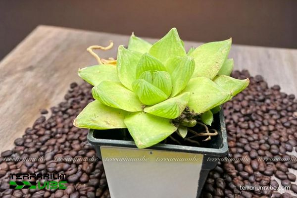 Sen Đá Dạ Quang 4 Điều kiện môi trường cần đảm bảo để chăm cây Sen Đá Dạ Quang