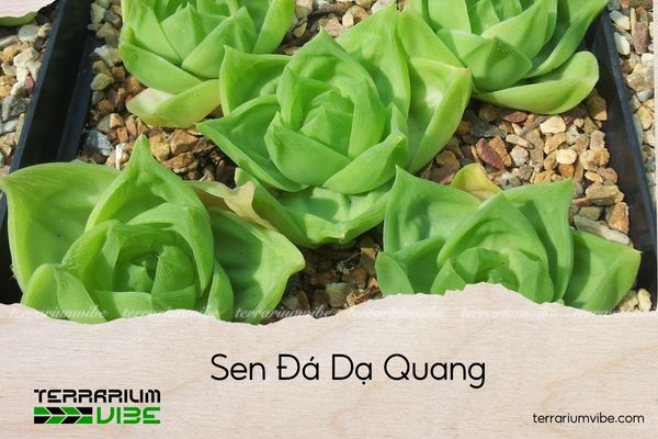 sen-da-da-quang sen đá dạ quang