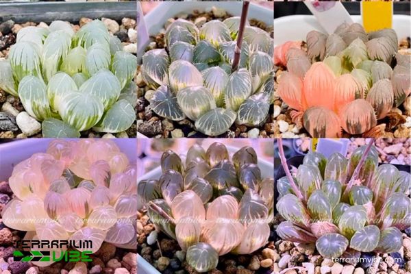 Sen Đá Kim Cương 1 Phân loại sinh học của Sen Đá Kim Cương