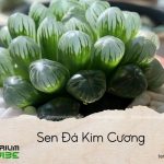 sen đá kim cương