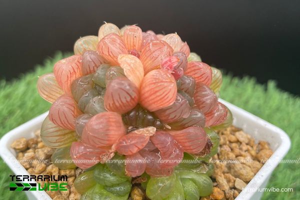 Sen Đá Kim Cương 2 Sen Đá Kim Cương sống tốt ở khe đá, bóng râm và môi trường khô thoáng