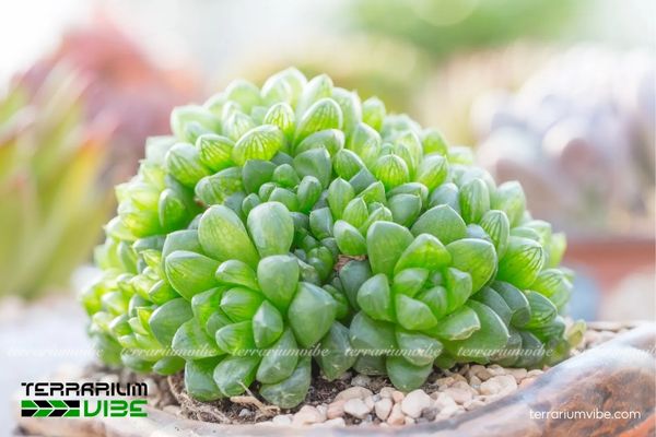 Sen Đá Kim Cương 3 Sen Đá Kim Cương rất hợp terrarium cạn, thoáng khí