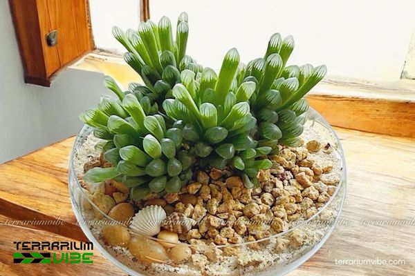 Sen Đá Kim Cương 4 Cách chăm sóc cơ bản Sen Đá Haworthia Cooperi