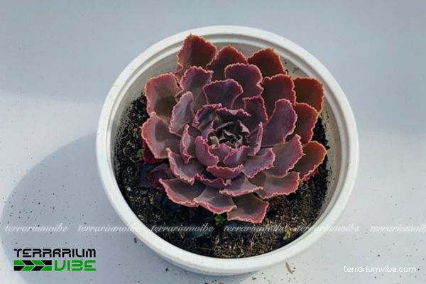 Sen Đá Bắp Cải Tím 1 Đặc điểm hình thái sinh học của cây Sen Đá Bắp Cải Tím