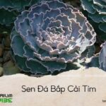 sen đá bắp cải tím
