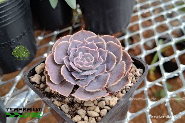 Sen Đá Bắp Cải Tím 2 Sen Đá Bắp Cải Tím sinh trưởng trên sườn đá khô ráo ở Mexico