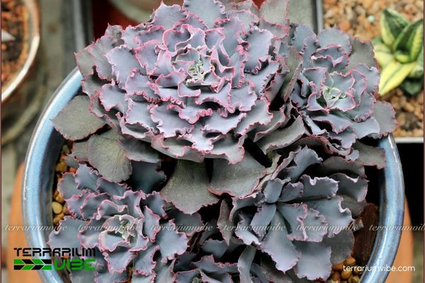 Sen Đá Bắp Cải Tím 3 Echeveria Shaviana trong terrarium khô với bố cục tự nhiên, hài hòa
