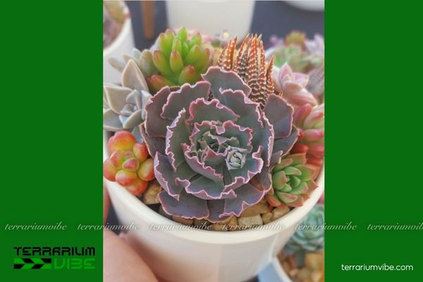 Sen Đá Bắp Cải Tím 4 Điều kiện môi trường cần đảm bảo cho cây Sen Đá Bắp Cải Tím xanh tốt