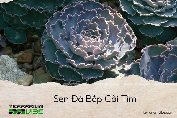 sen-da-bap-cai-tim sen đá bắp cải tím