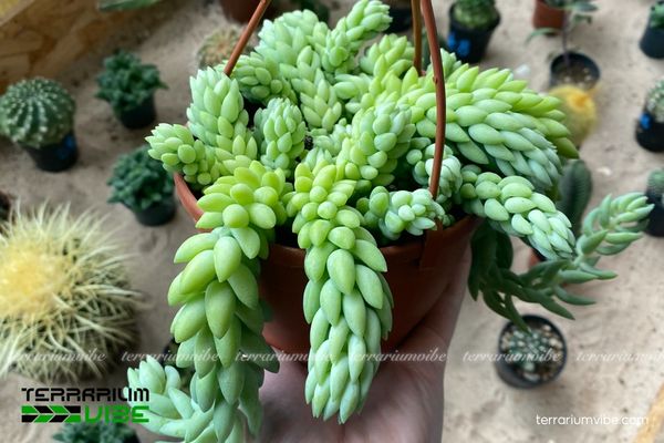 Sen Đá Chuỗi Ngọc 1 Đặc điểm hình thái sinh học của Sen Đá Chuỗi Ngọc