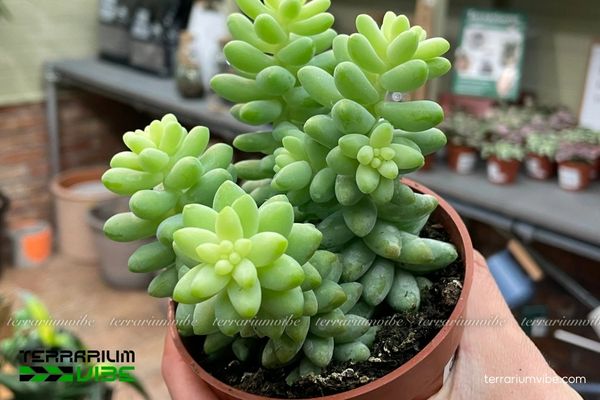 Sen Đá Chuỗi Ngọc 4 Điều kiện chăm sóc cơ bản Sen Đá Chuỗi Ngọc trong terrarium