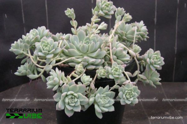 Sen Đá Dù 1 Đặc điểm hình thái sinh học của Sen Đá Dù