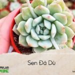 Sen Đá Dù