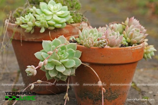 Sen Đá Dù 2 Sen đá dù mọc tự nhiên trên sườn đá khô ráo, nhiều nắng tại Mexico