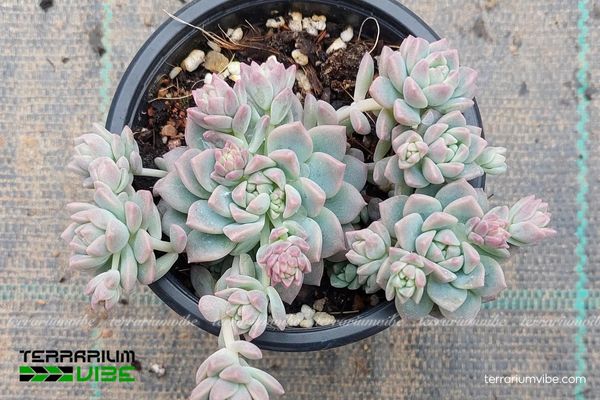 Sen Đá Dù 3 Sen Đá Dù Hồng trong terrarium mở, phối rêu và đá