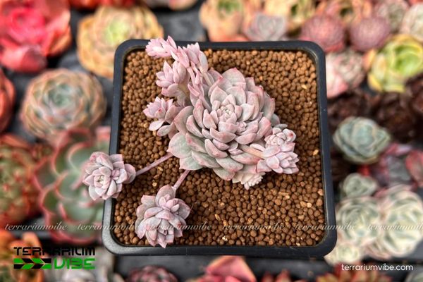 Sen Đá Dù 4 Sen Đá Dù Hồng trong terrarium, ánh sáng gián tiếp