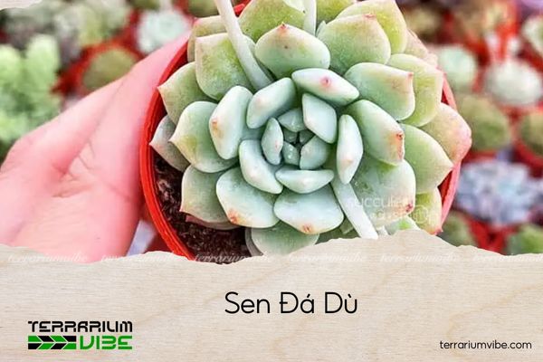 sen-da-du Sen Đá Dù