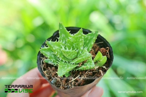 Sen Đá Hàm Hổ 1 Đặc điểm hình thái sinh học Sen Đá Hàm Hổ