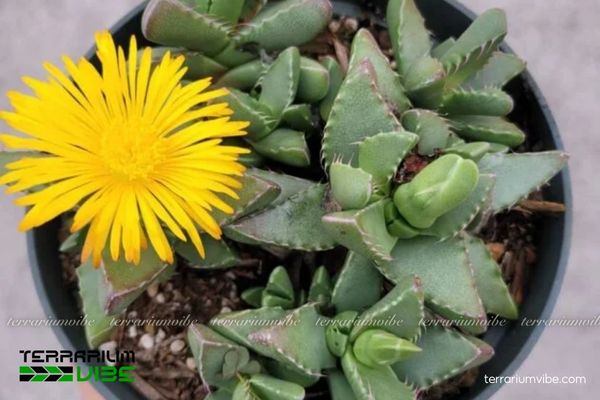 Sen Đá Hàm Hổ 3 Sen Đá Hàm Hổ dễ phối và kết hợp cùng nhiều cây thủy sinh