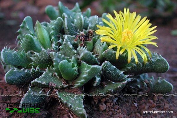 Sen Đá Hàm Hổ 4 Sen Đá Hàm Hổ: ưa sáng nhẹ, tưới ít, giá thể thoát nước tốt