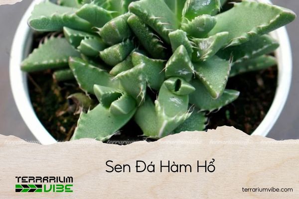 sen-da-ham-ca-map sen đá hàm hồ
