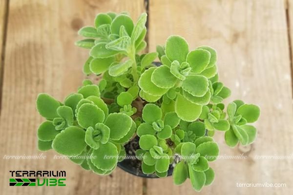 Sen Đá Lá Thơm 1 Đặc điểm hình thái sinh học của Sen Đá Lá Thơm