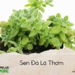 sen đá lá thơm