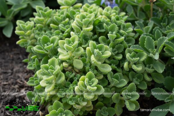 Sen Đá Lá Thơm 2 Sen Đá Lá Thơm có nguồn gốc từ Đông Phi, thích hợp với đất thoát nước tốt